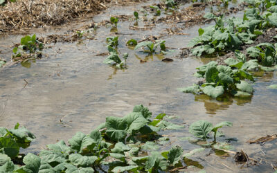 Contaminação da água e alimentos em enchentes: um desafio para a saúde pública