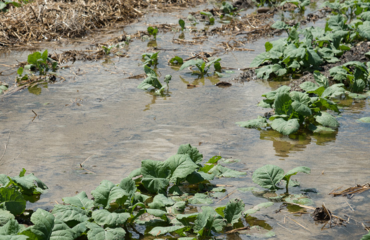 Contaminación de agua y alimentos en inundaciones: un desafío para la salud pública